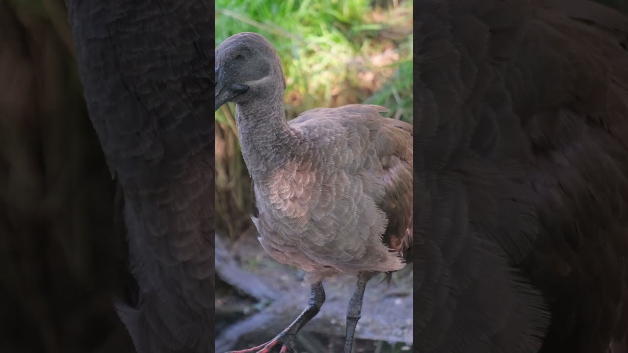 4k diverse array of birds in nature. 