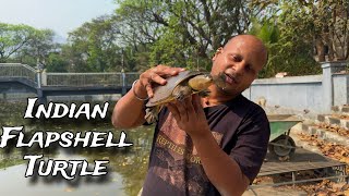 Indian flapshell turtle! #turtle #turtles #flapshell #reptiles