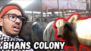 BHANS COLONY MANDI PONCH GAI | RATES KUCH KA ACHA HAIN |😎| VLOG 552