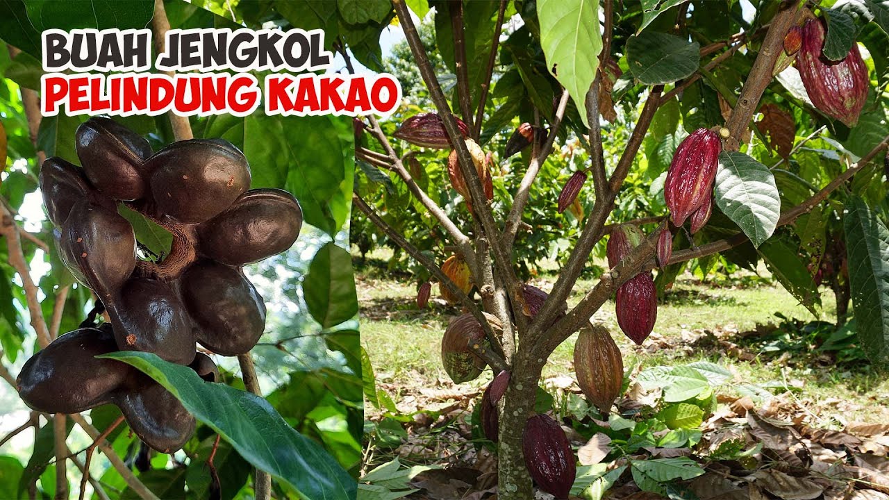Budidaya tanaman Kakao Terpadu | Pohon pelindung dari Tanaman Jengkol | Tumpangsari Kakao Jengkol