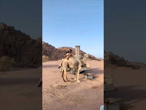 لس قو هههه شوفو كيف راكب فوق البعير 