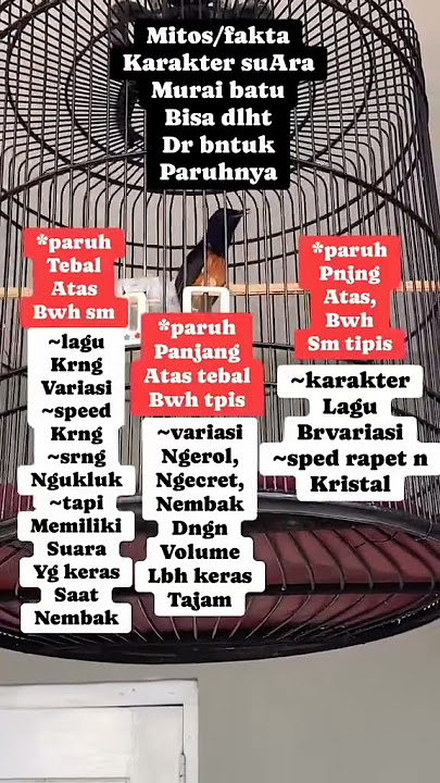 KARAKTER SUARA MURAI BATU DI LIHAT DARI BENTUK PARUHNYA #muraibatugacor #foryou #videoshort