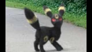 Walking with my Umbreon and Flareon