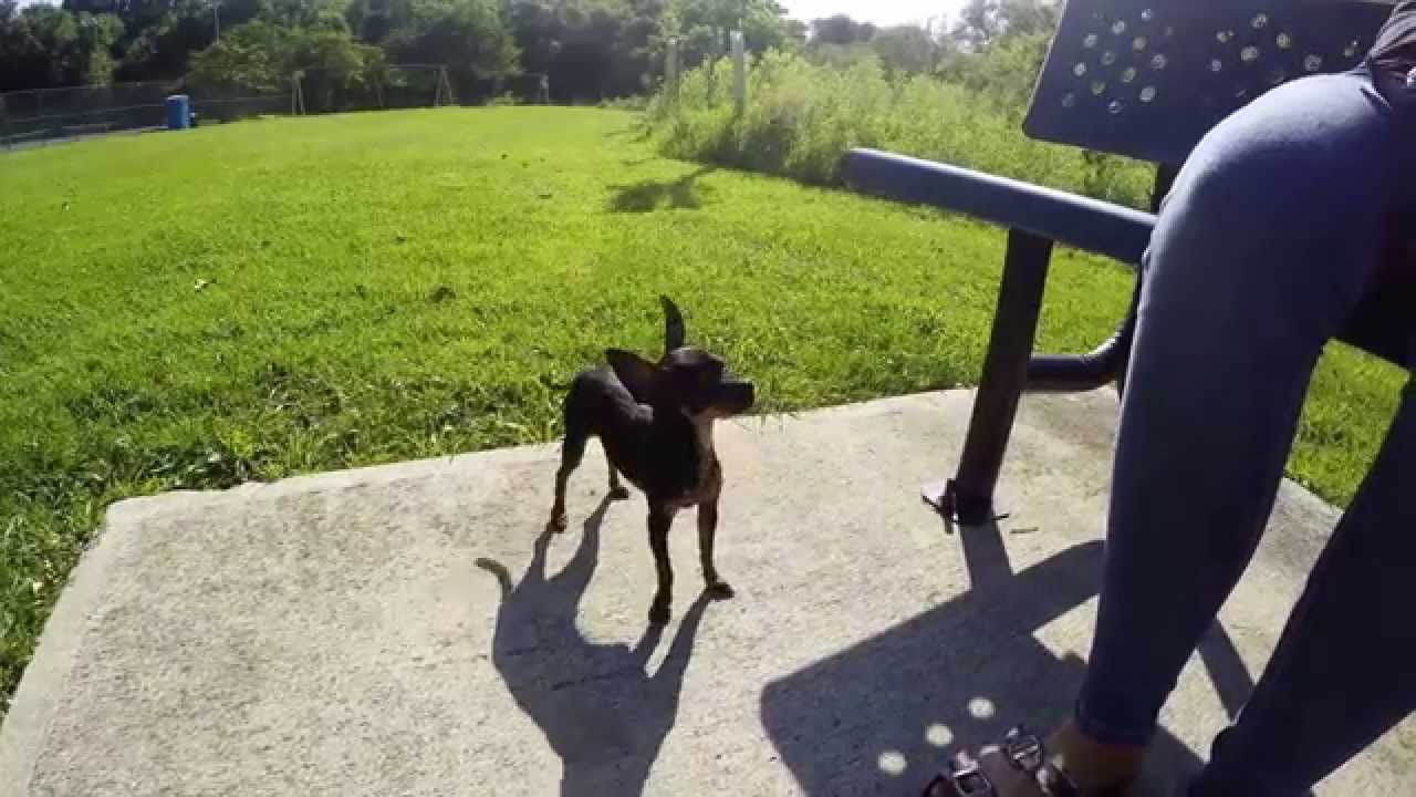 Chihuahua / Mini Pinscher breed