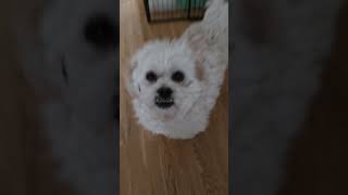 #pragmata #dancingdog #puppy #cute #cutedog #chill #australia #rnkdoggo #rilakuma #kyuto