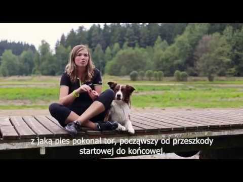 Wideo: Jak Zmienić Wszystko W Kurs Agility Parkour Dog?