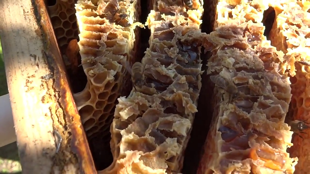 Пчеловодство в Грузии! Beekeeping in YouTube