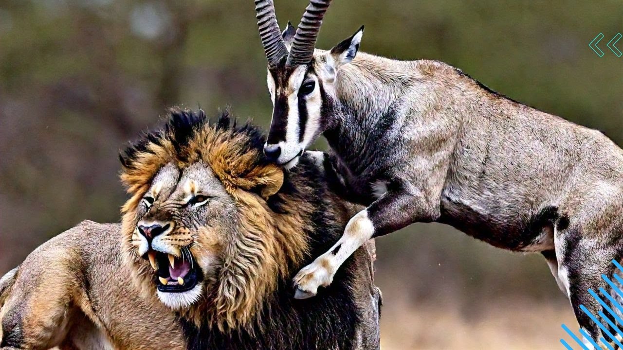 Sable Behavior Majestic Sable Antelope: Facts, Habitat, and Behavior Explained - YouTube