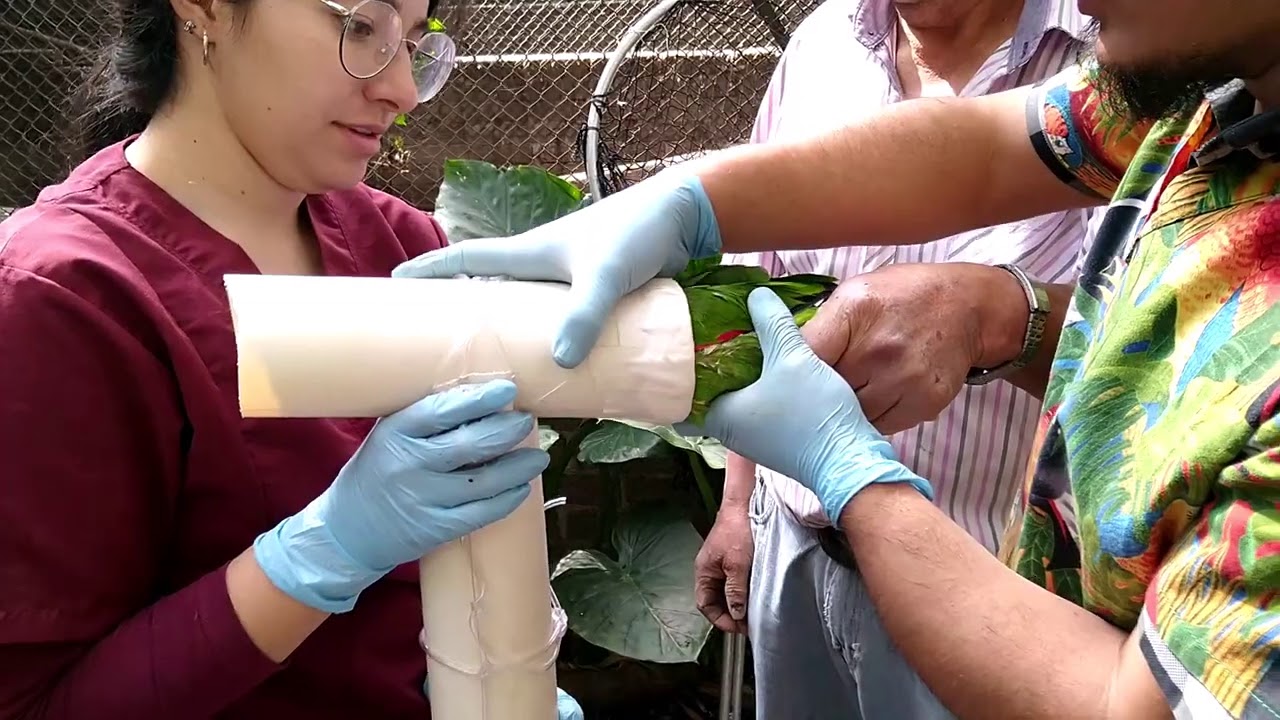 Inseminacion artificial en aves con fines de conservacion Garcia Guerra, 2020 YouTube Inseminacion artificial en aves con fines de conservacion Garcia Guerra, 2020 YouTube