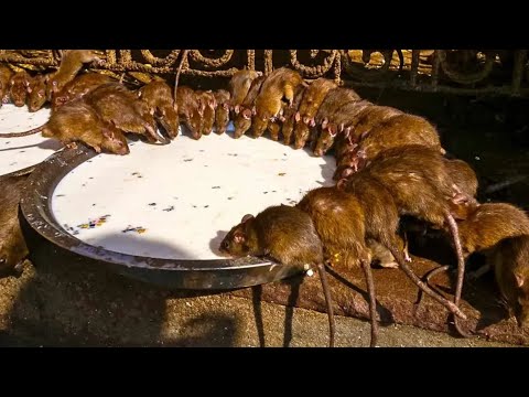 Videó: Hogyan lehet méreg nélkül megszabadulni a patkányoktól a csirkeólban?