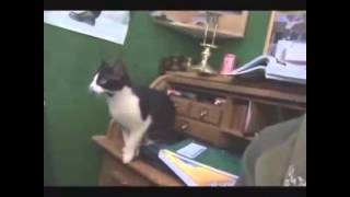 Говорящие коты! Говорящие коты!