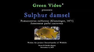 Sulphur damsel / Pomacentrus sulfureus / Лимонная рыба-ласточка . Red sea. Green Video Wildlife