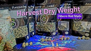 Final Cannabis Harvest Weights-2025 Outdoor Cannabis Grow