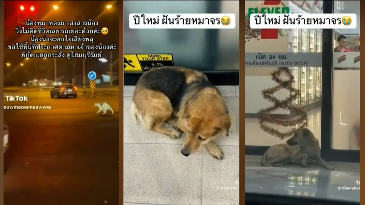 ปีใหม่! ฝันร้ายของน้องหมา