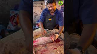 KASIMEDU SELVAM BROWN COBIA FISH CUTTTING VIDEO kasimeduselvam shorts bigfish