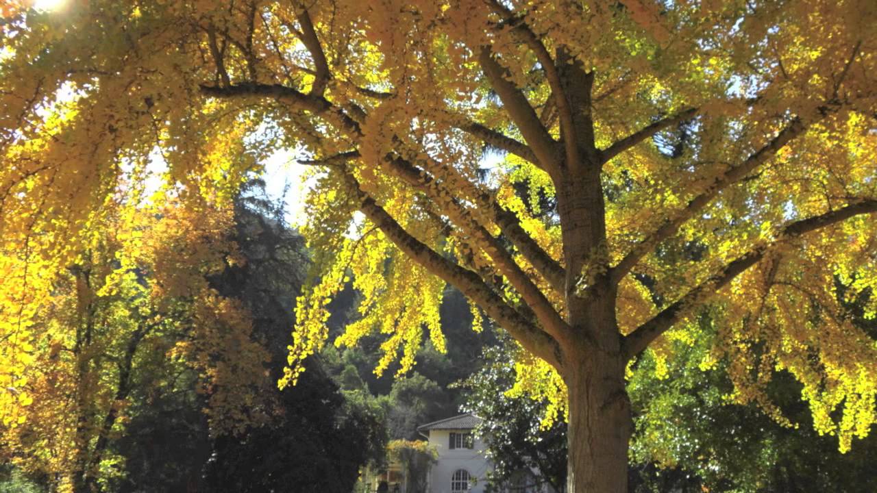 Fast Growing Ginkgo YouTube