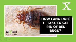 Bed Bugs Treatment For Bed Bugs & How Long Does It Take To Get Rid Of Them
