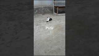 Pusi #####zagar ####aliw####rekmdus###$$