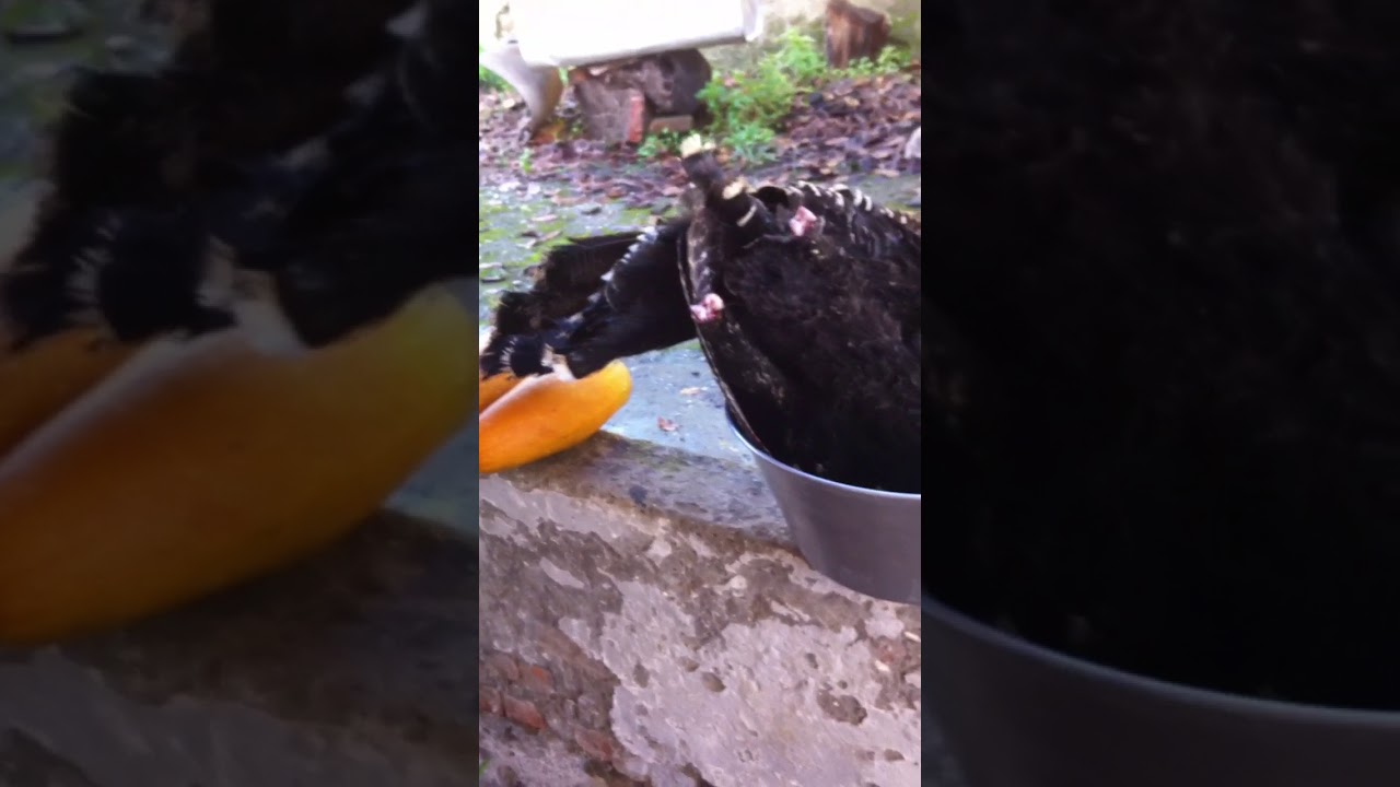 Slaughter chicken kill YouTube