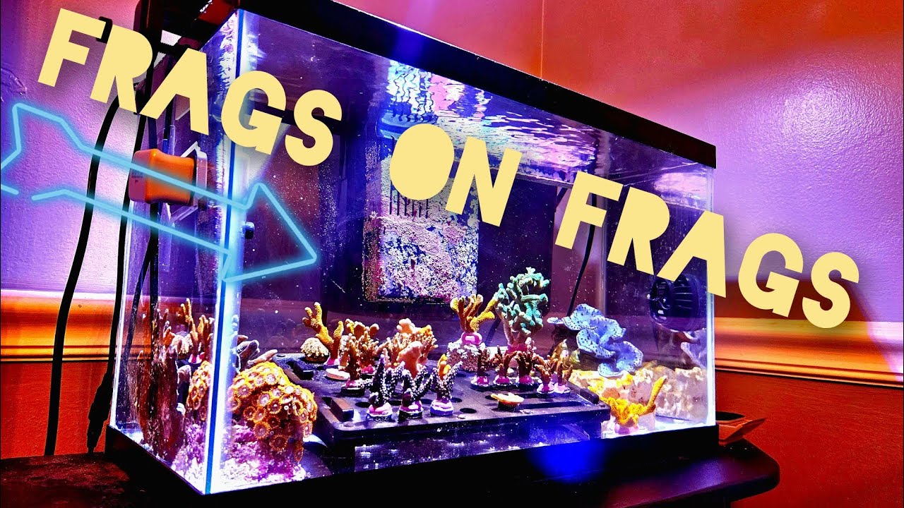 My Saltwater QT Tank Setup for Coral Quarantine Plus Other Updates