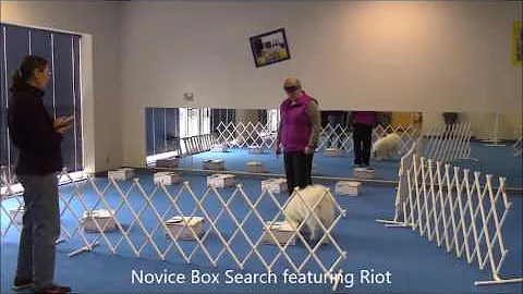 Foundation Scent Work - BeaBeas Dog Training