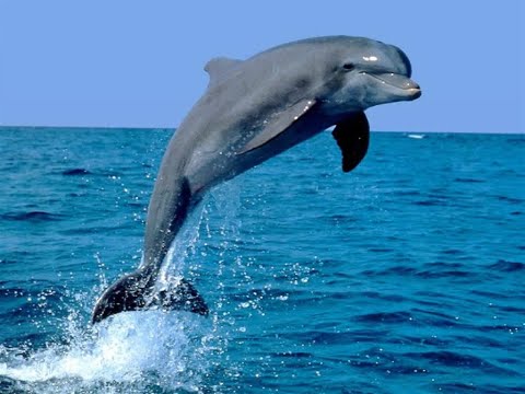 ღმერთო ვერ ვიპოვნე სიტყვები ამ სცენის აღწერისთვის