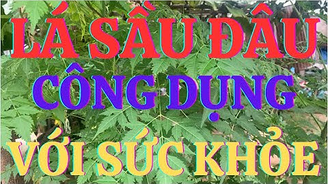 Lá Sầu Đâu: Khám Phá 7 Tác Dụng Tuyệt Vời Đối Với Sức Khỏe