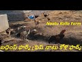 బద్దంస్ ఫార్మ్ ఫ్రెష్ ఎలివేటెడ్ షెడ్ నాటు కోళ్ల ఫార్మ్ నిర్మాణం(Elevated shed naatu kolla farm)