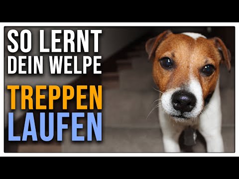 Video: Wie alt muss mein Welpe sein, um die Treppe hinunterzuklettern?