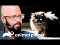 Gato persa urina por toda a casa | Meu Gato Endiabrado | Animal Planet Brasil