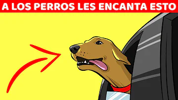 ¿Qué ciudad ama más a los perros?