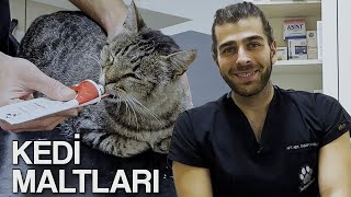 KEDİ MALTI NEDİR? ( Kedi Maltı Nasıl Kullanılır? ) screenshot 1