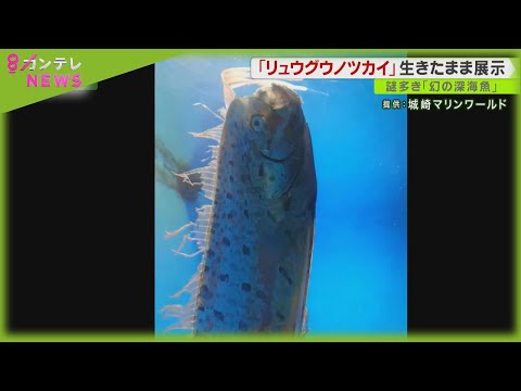”幻の深海魚”を生きたまま展示に成功！　網にかかっていた『リュウグウノツカイ』を発見