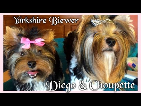 Diego et Choupette - Biewer Yorkshire