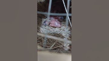 JAVA SPARROW CHICKS day 1 to 5 days old FAWN AND SILVER JAVA #birds #birdslover #birdsounds #shorts