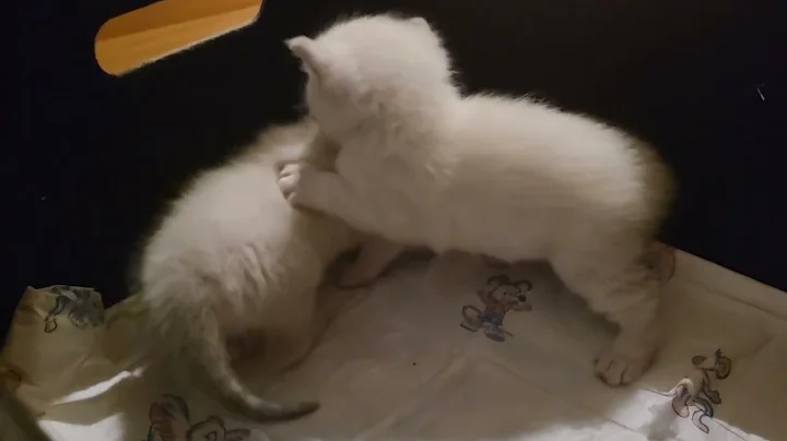 Watch the video about British shorthair white