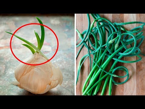 You Should NEVER Throw Away Sprouted Garlic, Here's Why...