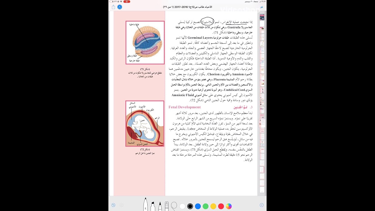 نمو الانسان وتطوره ٢