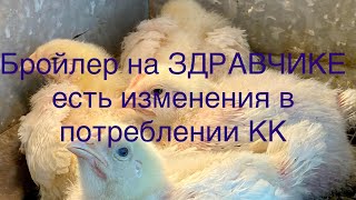 Бройлер на правильном откорме/Как не навредить птице и не получить водянку