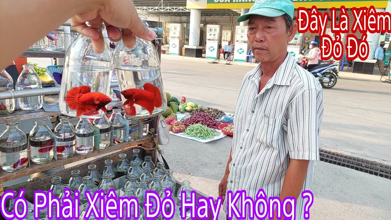 Bất Ngờ Mua Được Hai Cá Betta Xiêm Đỏ Của Chú Bán Cá Betta Dạo