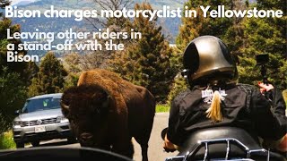 Yellowstone bison charges and chases motorcyclist before tense stand off