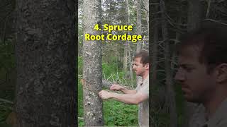 5 Survival Uses of Spruce Trees!