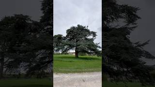 O Tree #nature #tree #branches #canopy #outdoors #countryside #livingthings #beautifultree #trees