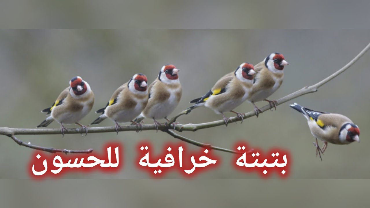  بتبتة ذكر الحسون لتخفيز الاناث على التزاوج والذكر غلى الغناء