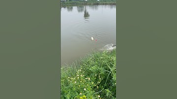 Pha vợt cá đi vào lòng đất #fishing