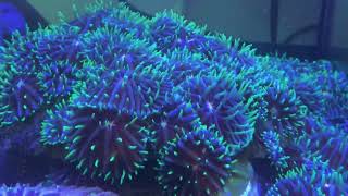 HUNDREDS of Fungia Coral(FUNGIA FACTORY) by EconomicalReefer 478 views 1 year ago 3 minutes, 4 seconds