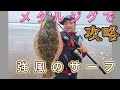 サーフでヒラメを釣りまくる‼️鉾田、鹿嶋地区をランガンしました。