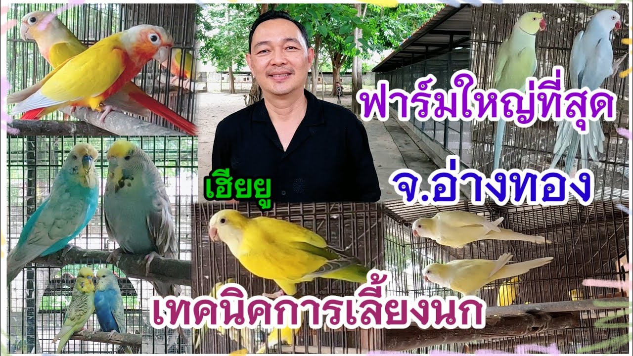 ฟาร์มใหญ่ที่สุด ใน จ.อ่างทอง ของเฮียยู นกเยอะ นกสวย ความรู้ เทคนิคเลี้ยงนกเพียบค่ะ