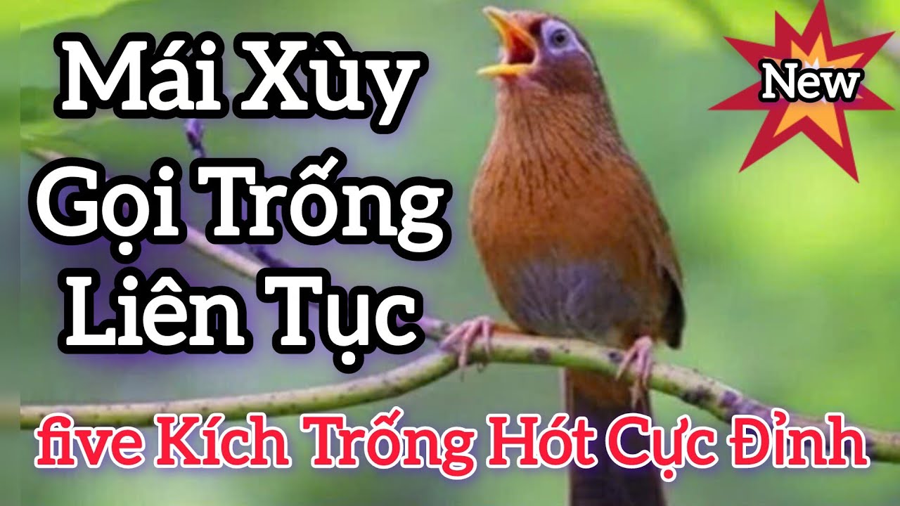 Mái Xùy Vỗ Mặt Rên Rỉ Kích Trống Hót ĐIÊN ĐẢO Cách Thuần Chim Nhanh Hiệu Quả #longhoamichien 