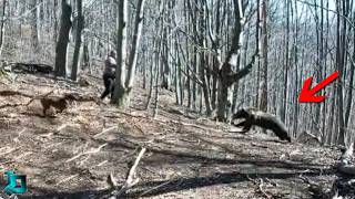Животные Устраивают Настоящее Безумие! Лучшие Редкие Случаи на Камеру!
